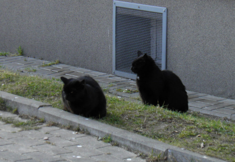 Urząd miasta zajmie się bezdomnymi zwierzętami