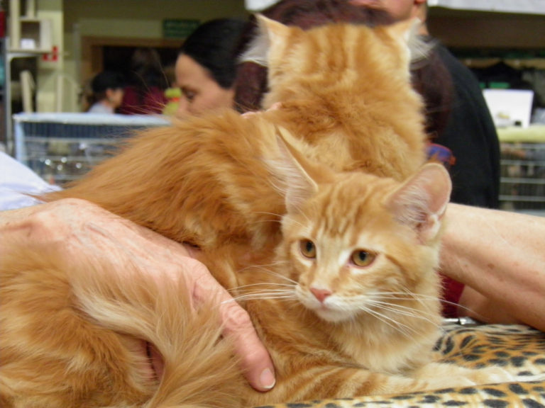 Ruszyła akcja czipowania, sterylizacji i kastracji