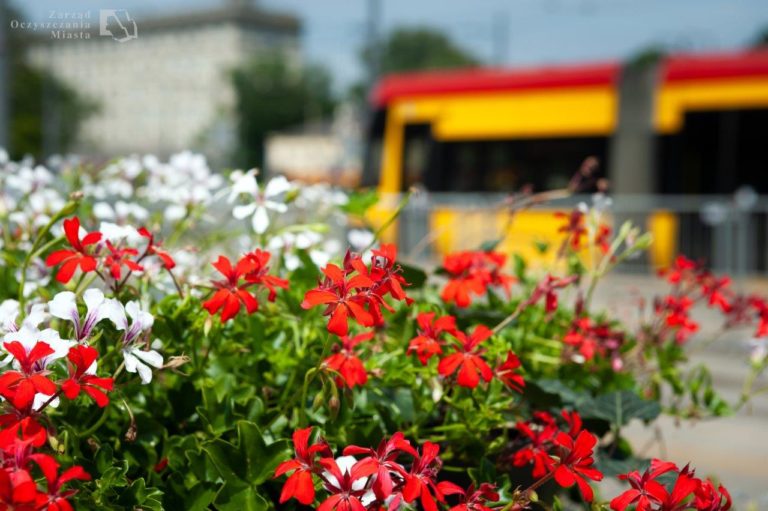 Biało-czerwone kompozycje na kwietnikach