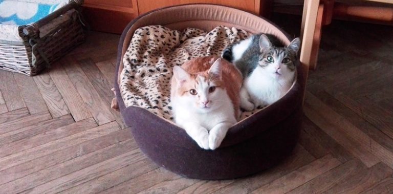 Darmowe czipowanie kotów